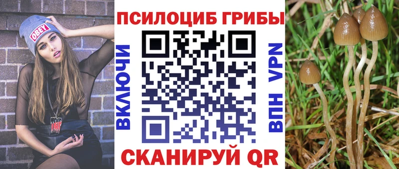 закладка  мега рабочий сайт  площадка Telegram  Чернушка  Галлюциногенные грибы Cubensis 